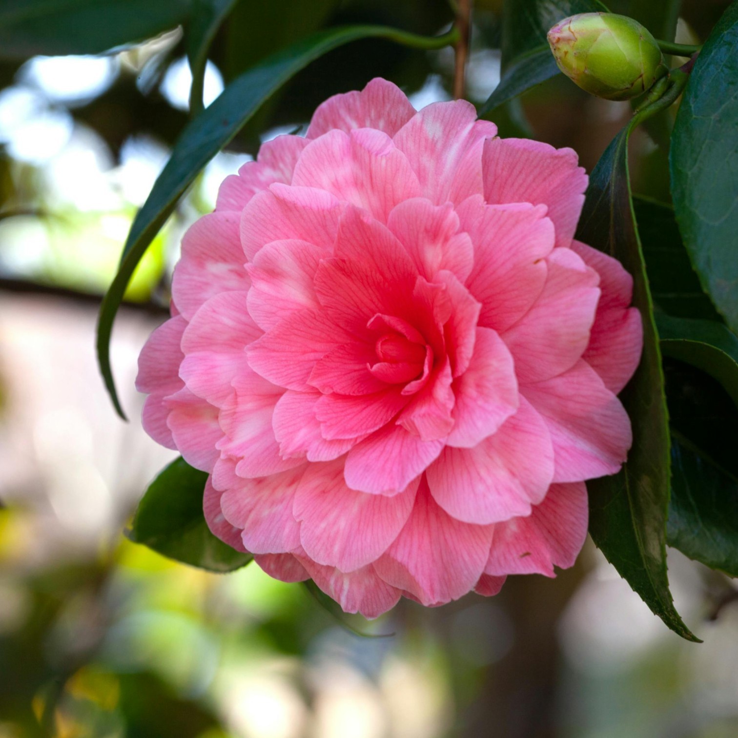 Camellia Flower (Camellia japonica) Live Plant for Home and Office Garden